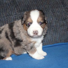 Zeb - Blue merle male Miniature American Shepherd puppy in Hillsdale, Michigan from Faithwalk Aussies and Mini American Shepherds
