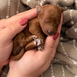 Girl 4 Orange - Red  female Goldendoodle puppy in Sacramento, California from Golden Heart Doodles