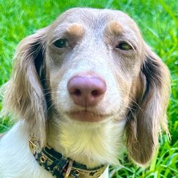 Addie - Dachshund