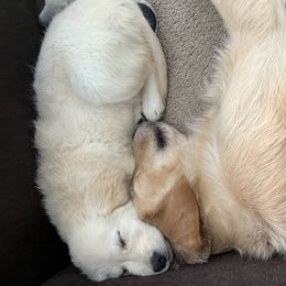 Golden Retriever Puppies from Mia Ragazza Golden Retrievers