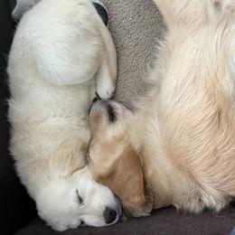 Golden Retriever Puppies from Mia Ragazza Golden Retrievers