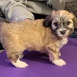 Havanese Puppies from Wyndward Havanese