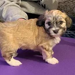 Havanese Puppies from Wyndward Havanese