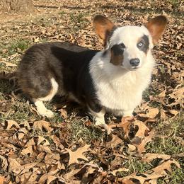 Bandit - Pembroke Welsh Corgi