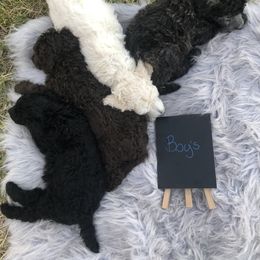 German Shepherd and Poodle Puppies from United Broughton Kennel