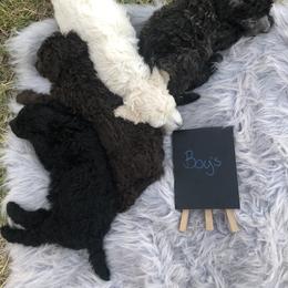 German Shepherd and Poodle Puppies from United Broughton Kennel