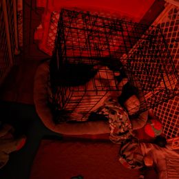 Golden Retriever Puppies from Sola Mae's Goldens