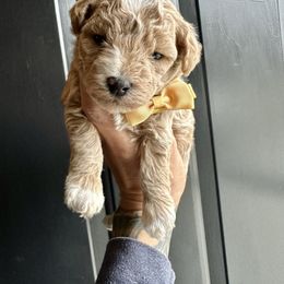 Jingle - Apricot male Poodle puppy in Adolphus, Kentucky from Deerly Poodles