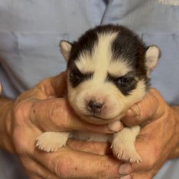 Velvet - Red and white female Pomsky puppy in Spring Hill, Florida from PDQ Pomskies
