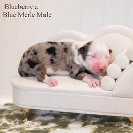 Blueberry pie - Blue merle male Miniature American Shepherd puppy in Groesbeck, Texas from Epic Miniature American Shepherds