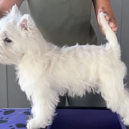 West Highland White Terrier Puppies from SunPeak West Highland White Terriers