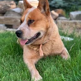 Australian Cattle Dogs from Oakley ACDs