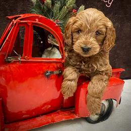 Bernedoodle, Goldendoodle, and Poodle Puppies from Kingdom Kennels