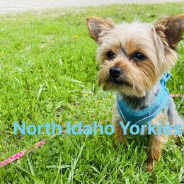 Sir name zues - Yorkshire Terrier