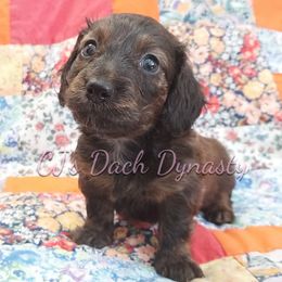 Mochi 2500 - Red female Dachshund puppy in Gatesville, Texas from CJ's Dach Dynasty