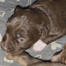 Chi Chi - Red & white female Miniature Australian Shepherd puppy in Arlington, Texas from CopperHead Aussies