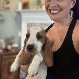 Basset Hound Puppies from Breeze Basset Hounds
