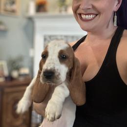 Basset Hound Puppies from Breeze Basset Hounds
