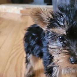 Yorkshire Terriers from Amore Yorkies