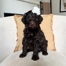 Ruby - Chocolate female Labradoodle puppy in Newark, Ohio from Raising Doodles