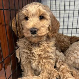 Jade - Red  female Goldendoodle puppy in Lehi, Utah from Thompson Family Puppies