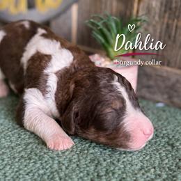 Dahlia-burgundy collar - Parti female Saint Berdoodle puppy in Paw Paw, Michigan from ProAct Canines