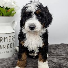 Sam - Tri-color male Bernedoodle puppy in Granton, Wisconsin from Rose River Farms