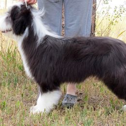 Bearded Collie Puppies from Ragtyme