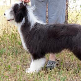 Bearded Collie Puppies from Ragtyme