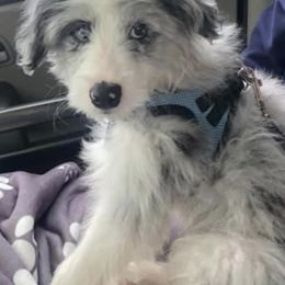 Aussiedoodles, Bernedoodles, and Goldendoodles from Arizona Goldendoodles