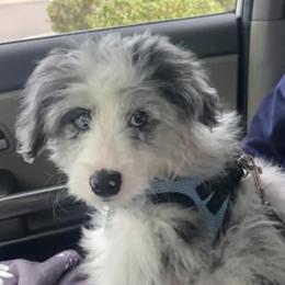 Aussiedoodles, Bernedoodles, and Goldendoodles from Arizona Goldendoodles