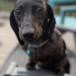 Dachshund Puppies from Mountain Farm Dachshunds