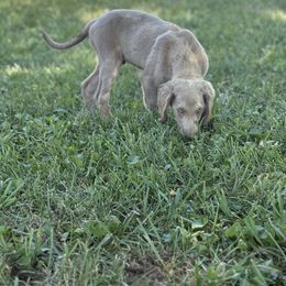 Silver girl 2 - female Long Haired Weimaraner puppy in Lancaster, Kentucky from Heavy Hollow Farm