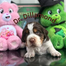 Dr. Dillamond - Liver white and tan male English Springer Spaniel puppy in Plainwell, Michigan from Homegrown Springers