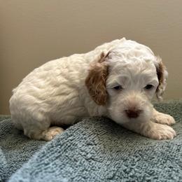 Tundra - Red and white male Cockapoo puppy in Egg Harbor City, New Jersey from Grace Given Cockapoos (GGC)