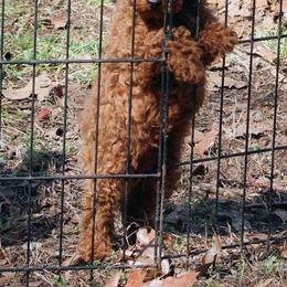Timmy - Red  male Poodle puppy in Pottersville, Missouri from Miller Poodles