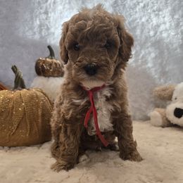 Bradley - Red  male Goldendoodle puppy in Bristol, Tennessee from 4goldendoodles