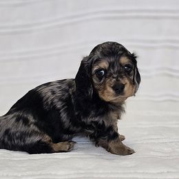 Dachshund Puppies from LoveLee Dachshunds