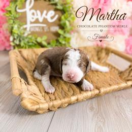 Martha - Tri-color female Australian Labradoodle puppy in Taylor, Michigan from Mi Best Doodle Ever, LLC