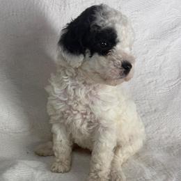 Amos - Parti female Poodle puppy in Aubrey, Texas from Four Willows Farm
