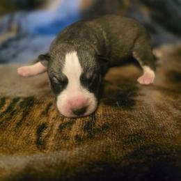 Grey girl 1 - Gray and white female Siberian Husky puppy in East Otto, New York from Howling Huskies