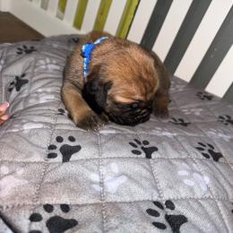 Orange boy - Black male Cane Corso puppy in Saluda, South Carolina from Brooks Imperial Corso