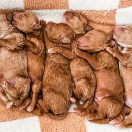 Goldendoodles from Henry Elliots