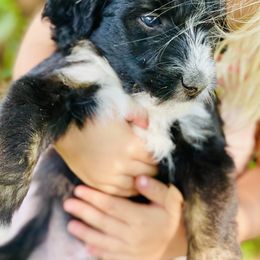 Aussiedoodle Puppies from North Mountain Doodles
