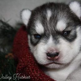 Siberian Husky Puppies from North Valley Huskies