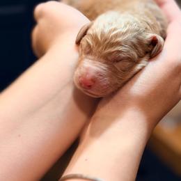Sienna - Apricot female Goldendoodle puppy in Macclenny, Florida from Baker County Goldendoodles