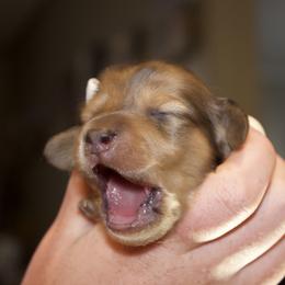 Dachshund Puppies from Crowder Doxies