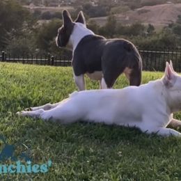 Boxers and French Bulldogs from The Bakery