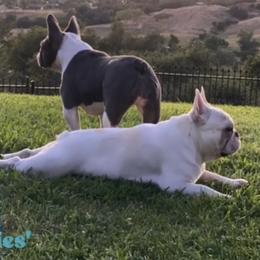 Boxers and French Bulldogs from The Bakery