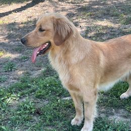 Moana - Golden Retriever